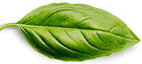 basil leaf basil leaf