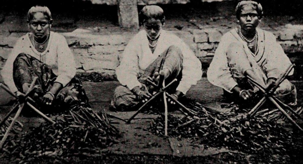 history skinning the cinnamon sticks ceylon photo from the encyclopedia of food by artemas ward