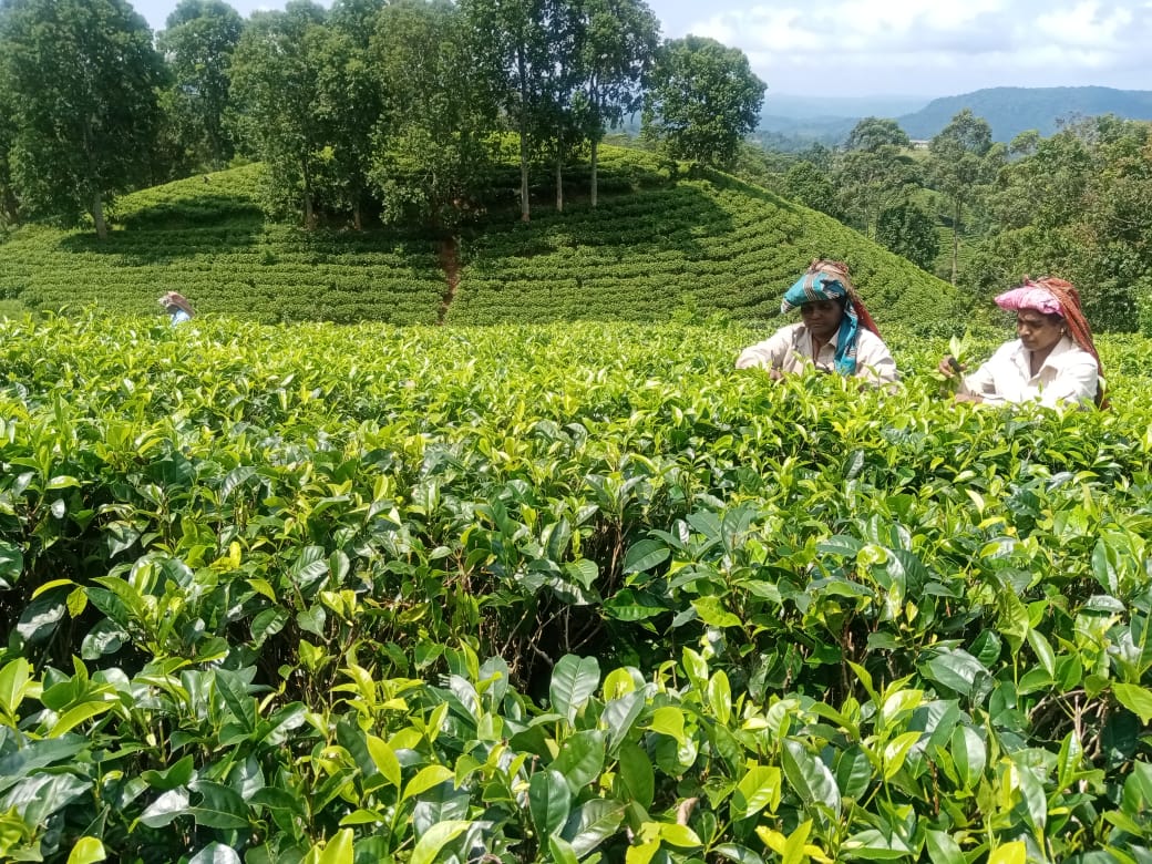 tea estate